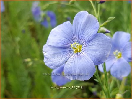 Linum perenne | Vlas | Staudenlain