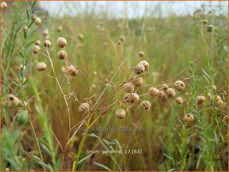 Linum perenne | Vlas | Staudenlain