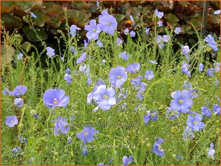 Linum perenne | Vlas | Staudenlain