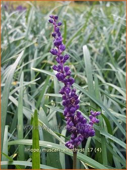 Liriope muscari &#039;Amethyst&#039; | Leliegras | Lilientraube