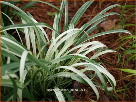 Liriope muscari &#039;Okina&#039; | Leliegras | Lilientraube