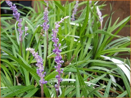 Liriope muscari &#039;Okina&#039; | Leliegras | Lilientraube