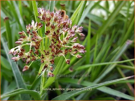 Luzula sylvatica 'Galgenveld' | Grote veldbies, Veldbies | Wald-Hainsimse