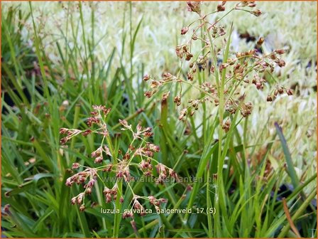 Luzula sylvatica &#039;Galgenveld&#039; | Grote veldbies, Veldbies | Wald-Hainsimse