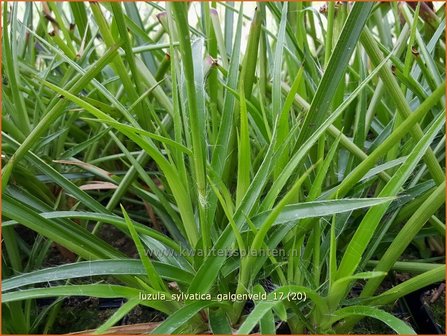 Luzula sylvatica &#039;Galgenveld&#039; | Grote veldbies, Veldbies | Wald-Hainsimse