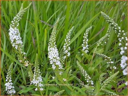 Lysimachia &#039;Innlyscand&#039; | Wederik | Felberich