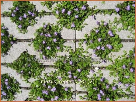 Mazus reptans | Vrouwenlipjes | Lippenm&auml;ulchen