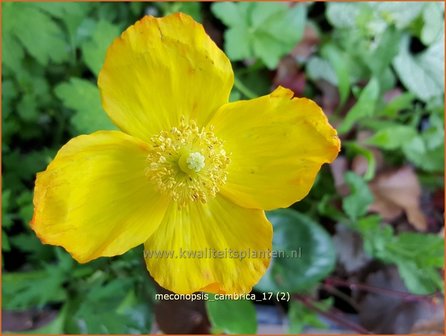 Meconopsis cambrica | Schijnpapaver | Kambrischer Scheinmohn | Himalayan Poppy