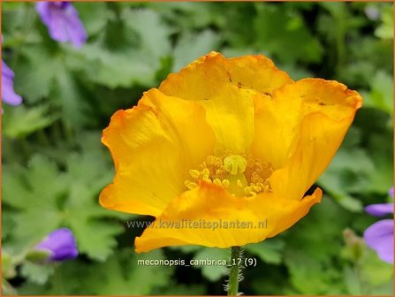 Meconopsis cambrica | Schijnpapaver | Kambrischer Scheinmohn