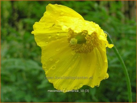 Meconopsis cambrica | Schijnpapaver | Kambrischer Scheinmohn