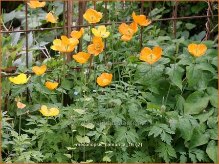 Meconopsis cambrica | Schijnpapaver | Kambrischer Scheinmohn