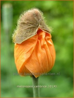 Meconopsis cambrica | Schijnpapaver | Kambrischer Scheinmohn | Himalayan Poppy