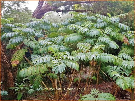 &quot;Melianthus major | Honigstrauch &quot;