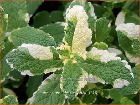 Mentha rotundifolia &#039;Variegata&#039; | Wollige munt, Witte munt, Munt | Apfelminze