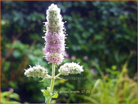 Mentha villosa 'Mojito' | Cubaanse munt, Munt | Hainminze