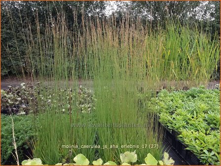 Molinia caerulea &#039;JS Aha-Erlebnis&#039; | Pijpenstrootje | Kleines Pfeifengras