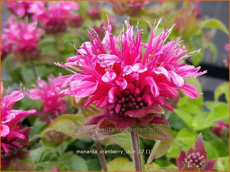 Monarda &#039;Cranberry Lace&#039; | Bergamotplant, Indianennetel | Indianernessel