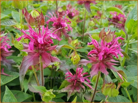 Monarda &#039;Dancing Bird&#039; | Bergamotplant, Indianennetel | Indianernessel