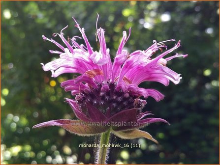 Monarda &#039;Mohawk&#039; | Bergamotplant, Indianennetel | Indianernessel