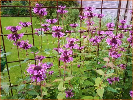 Monarda &#039;Mohawk&#039; | Bergamotplant, Indianennetel | Indianernessel