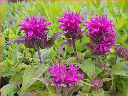 Monarda &#039;Purple Lace&#039; | Bergamotplant, Indianennetel | Indianernessel