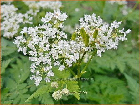 Myrrhis odorata | Roomse kervel | S&uuml;&szlig;dolde