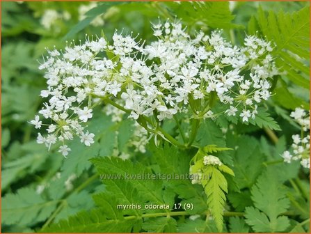 Myrrhis odorata | Roomse kervel | S&uuml;&szlig;dolde