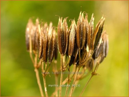 Myrrhis odorata | Roomse kervel | S&uuml;&szlig;dolde