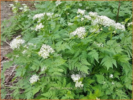 Myrrhis odorata | Roomse kervel | S&uuml;&szlig;dolde