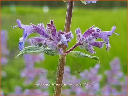 Nepeta grandiflora &#039;Summer Magic&#039; | Kattenkruid | Gro&szlig;bl&uuml;tige Katzenminze