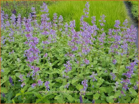 Nepeta grandiflora &#039;Summer Magic&#039; | Kattenkruid | Gro&szlig;bl&uuml;tige Katzenminze