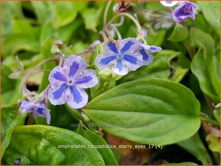 Omphalodes cappadocica &#039;Starry Eyes&#039; | Amerikaans vergeet-mij-nietje, Witte onschuld | Kaukasus-Gedenkemein