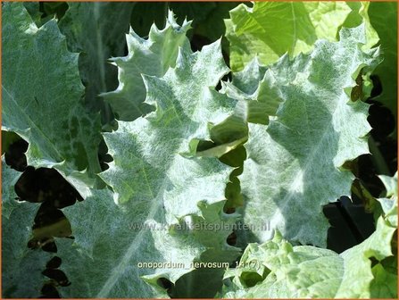 Onopordum nervosum | Wegdistel, Ezelsdistel | Eselsdistel