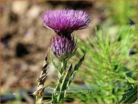 Onopordum nervosum | Wegdistel, Ezelsdistel | Eselsdistel