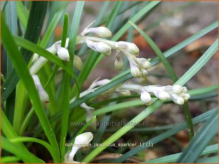 Ophiopogon japonicus &#039;Sparkler&#039; | Japans slangengras, Slangenbaard | Japanischer Schlangenbart