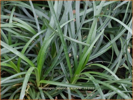 Ophiopogon japonicus &#039;Sparkler&#039; | Japans slangengras, Slangenbaard | Japanischer Schlangenbart