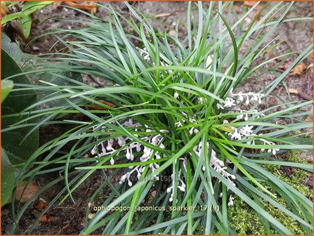 Ophiopogon japonicus &#039;Sparkler&#039; | Japans slangengras, Slangenbaard | Japanischer Schlangenbart