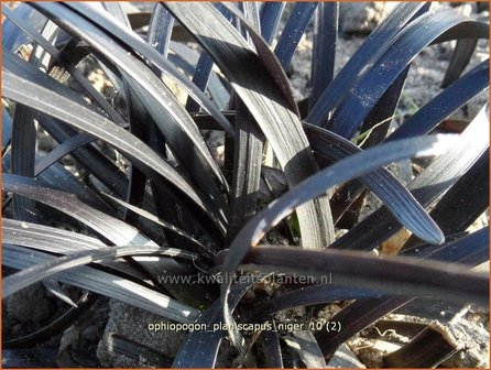 Ophiopogon planiscapus &#039;Niger&#039; | Slangenbaard | Flachsch&auml;ftiger Schlangenbart