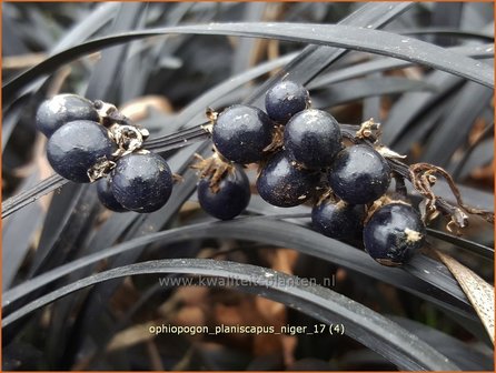 Ophiopogon planiscapus &#039;Niger&#039; | Slangenbaard | Flachsch&auml;ftiger Schlangenbart