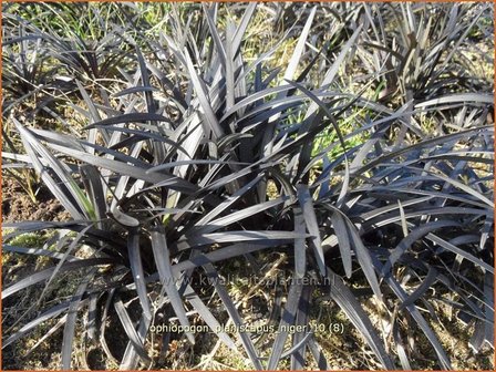 Ophiopogon planiscapus &#039;Niger&#039; | Slangenbaard | Flachsch&auml;ftiger Schlangenbart