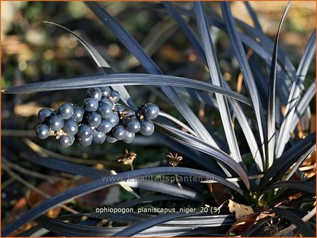 Ophiopogon planiscapus &#039;Niger&#039; | Slangenbaard | Flachsch&auml;ftiger Schlangenbart