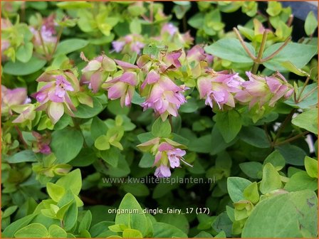 Origanum &#039;Dingle Fairy&#039; | Hopmarjolein, Majoraan, Marjolein | Rundbl&auml;ttriger Dost