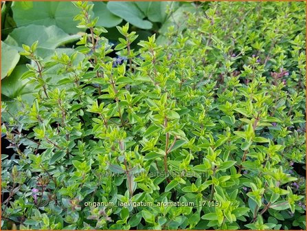 Origanum laevigatum &#039;Aromaticum&#039; | Marjolein, Majoraan | Glatter Dost