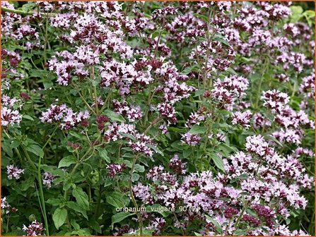 Origanum vulgare | Oregano, Marjolein, Majoraan | Gew&ouml;hnlicher Dost