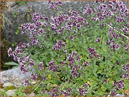 Origanum vulgare | Oregano, Marjolein, Majoraan | Gew&ouml;hnlicher Dost