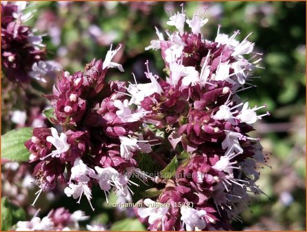 Origanum vulgare | Oregano, Marjolein, Majoraan | Gew&ouml;hnlicher Dost