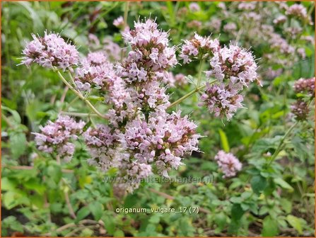 Origanum vulgare | Oregano, Marjolein, Majoraan | Gew&ouml;hnlicher Dost