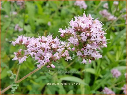 Origanum vulgare | Oregano, Marjolein, Majoraan | Gew&ouml;hnlicher Dost