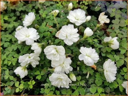Oxalis magellanica 'Nelson' | Klaverzuring | Sauerklee