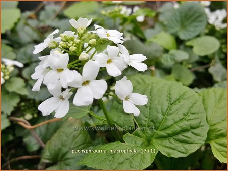 Pachyphragma macrophylla | Gro&szlig;bl&auml;ttriges Scheinschaumkraut